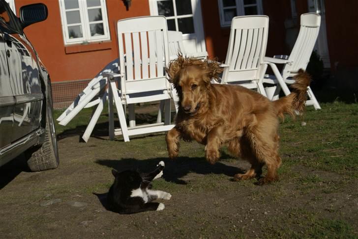 Cocker spaniel Pax billede 8