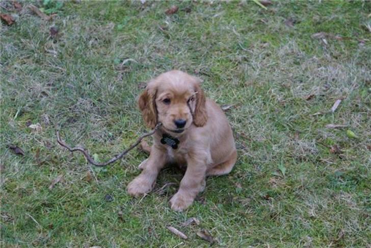 Cocker spaniel Pax billede 9