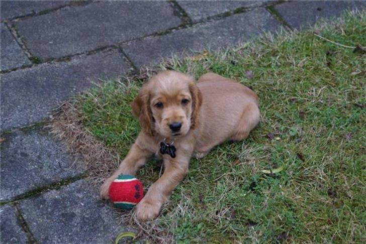 Cocker spaniel Pax billede 10