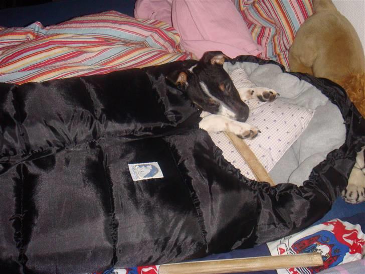 Jack russell terrier Lykkebo's Troy - åhh jeg elsker min sovepose billede 18