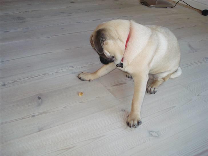 Mops Doffy billede 15