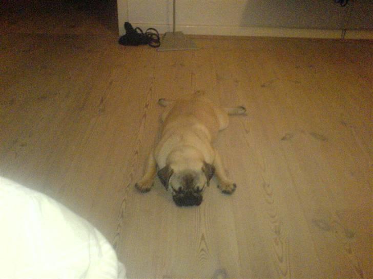 Mops Doffy - Ja, der er mange forskellige sove-stillinger :) billede 16