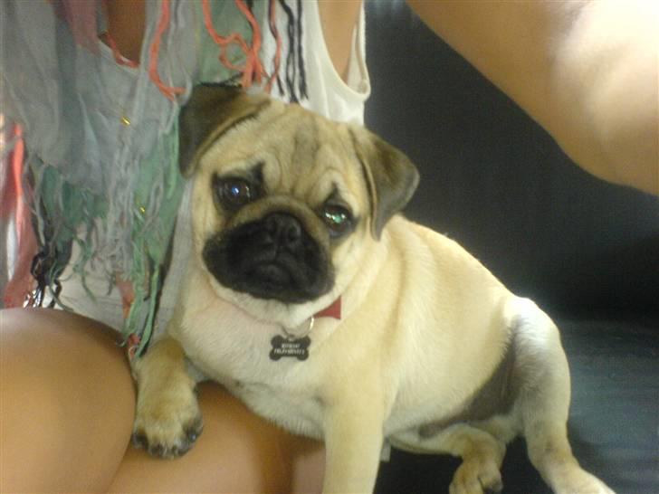 Mops Doffy billede 17