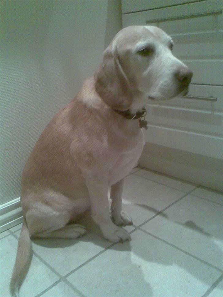 Blanding af racer Bertil (død) billede 17