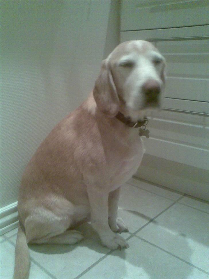 Blanding af racer Bertil (død) billede 18