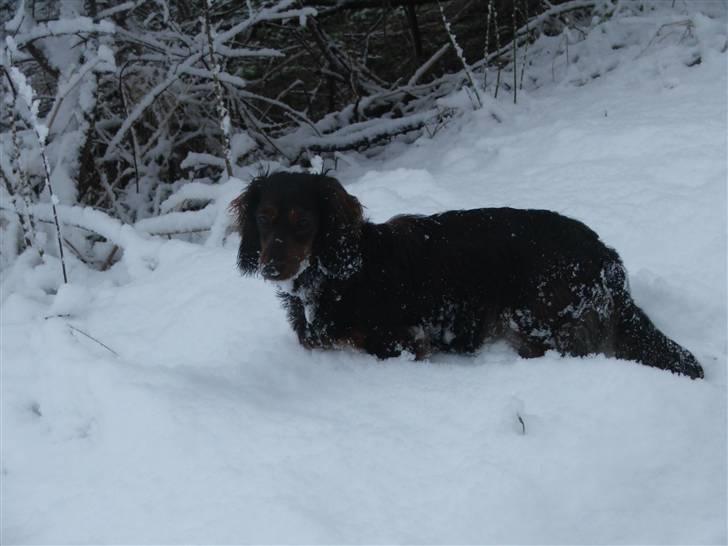 Gravhund STEFFI. - steffi 11 mdr. billede 11