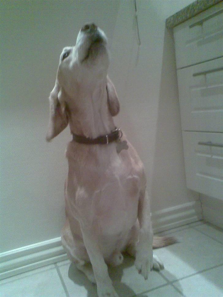 Blanding af racer Bertil (død) - Vuf vuf :o) billede 19