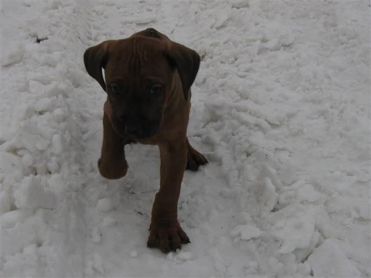 Rhodesian ridgeback Charlie - på farten i sneen  billede 1