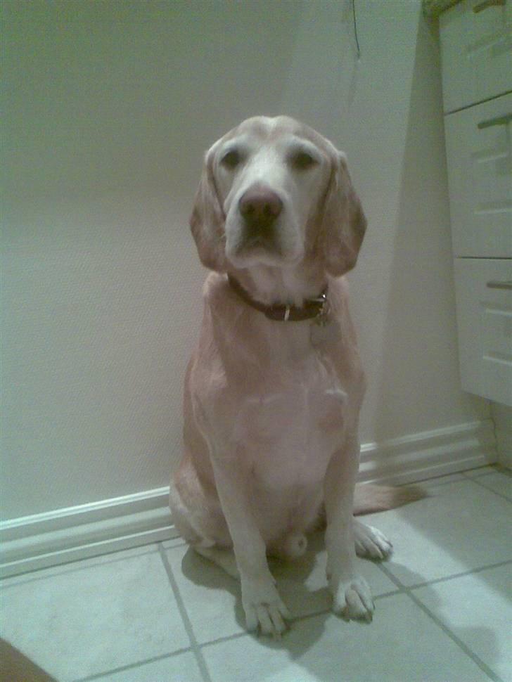 Blanding af racer Bertil (død) billede 20