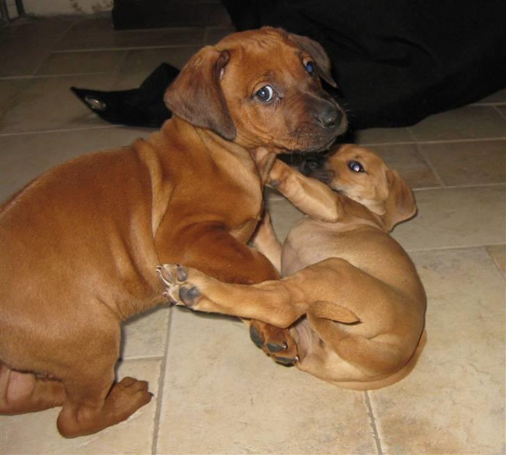 Rhodesian ridgeback Charlie - pøle-tur med søster billede 2