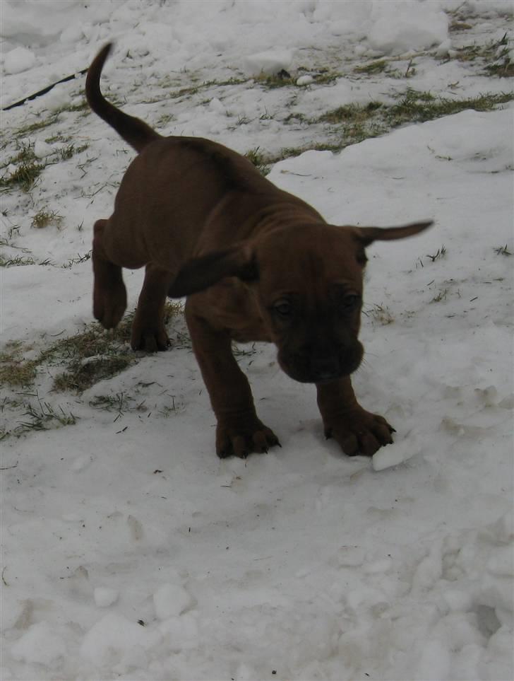 Rhodesian ridgeback Charlie - så er det lige før han letter...! billede 3