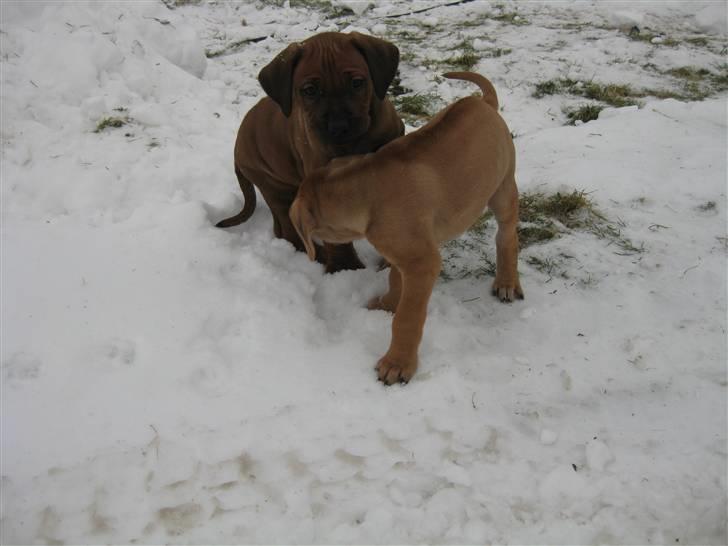 Rhodesian ridgeback Charlie billede 4