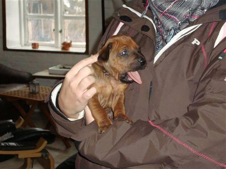 Rhodesian ridgeback Charlie - Her er han kun 3 uger gammel og en træt lille fyr  billede 5