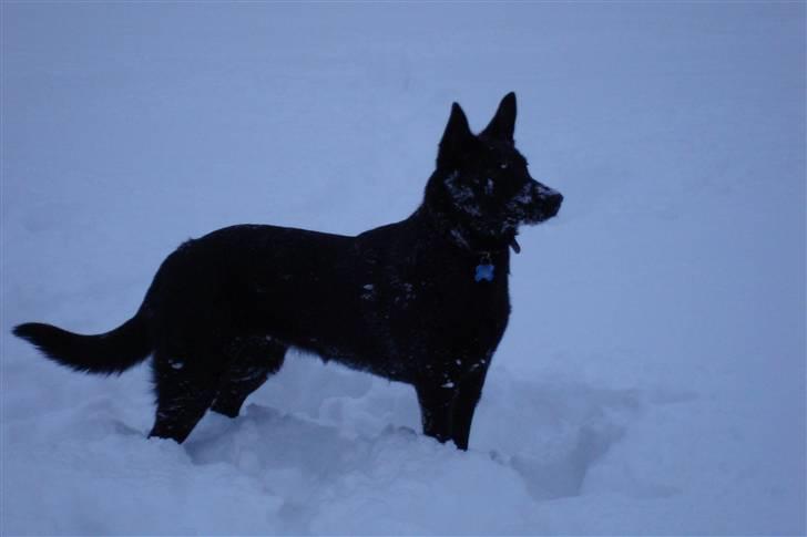 Australsk kelpie Milla - RIP maj 2011 - Mere sne - tøsen er helt vild med det! billede 13