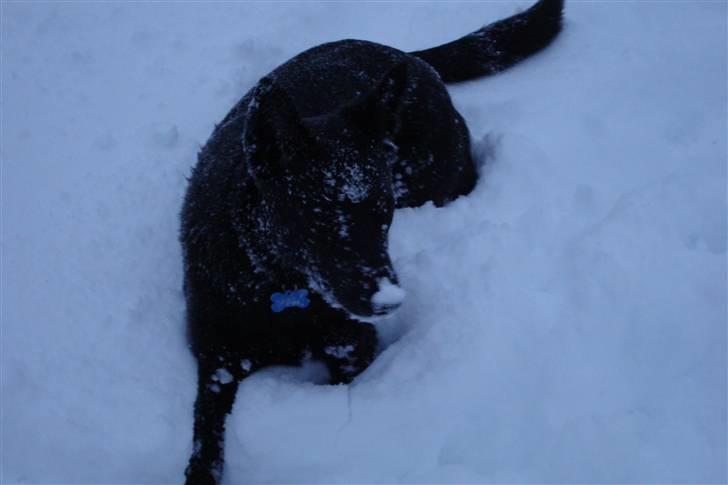 Australsk kelpie Milla - RIP maj 2011 - Se mor nu er jeg næsten en dalmantiner!!  billede 14