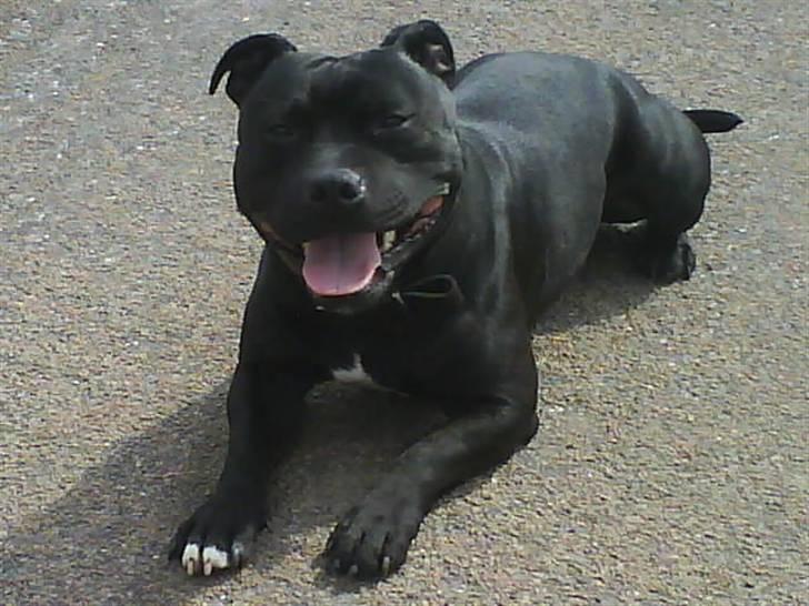 Staffordshire bull terrier Elvis  *R.I.P* billede 1
