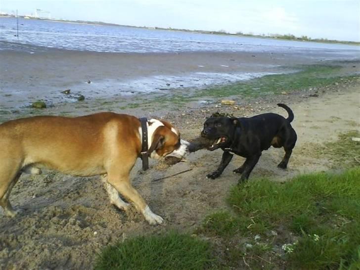 Staffordshire bull terrier Elvis  *R.I.P* billede 5