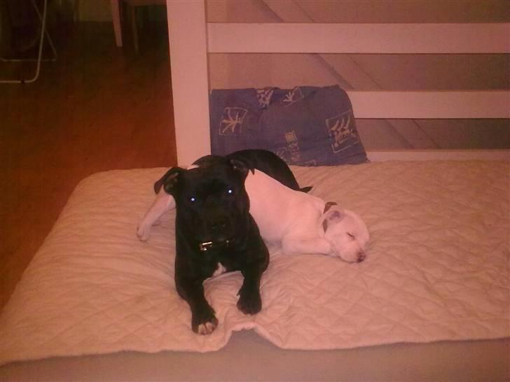 Staffordshire bull terrier Elvis  *R.I.P* billede 7