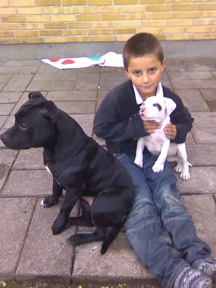 Staffordshire bull terrier Elvis  *R.I.P* - elvis, gucci og michael.. :-) billede 8