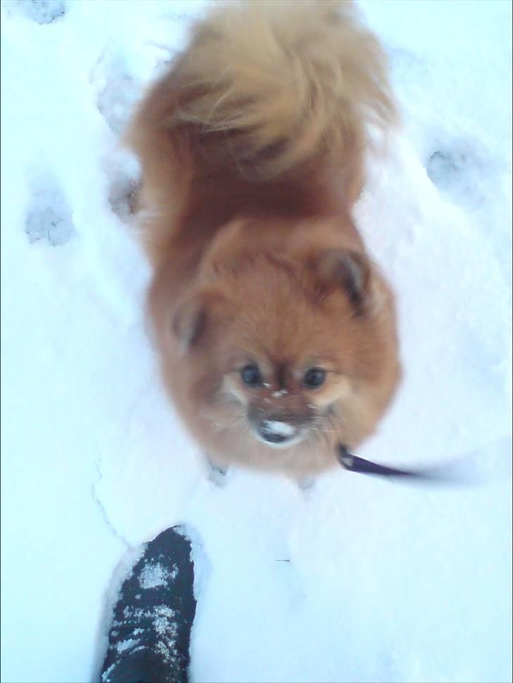 Pomeranian RIP Trikkie <3 2002 -2012 billede 1
