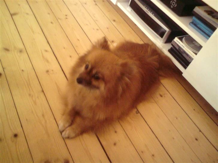 Pomeranian RIP Trikkie <3 2002 -2012 billede 2