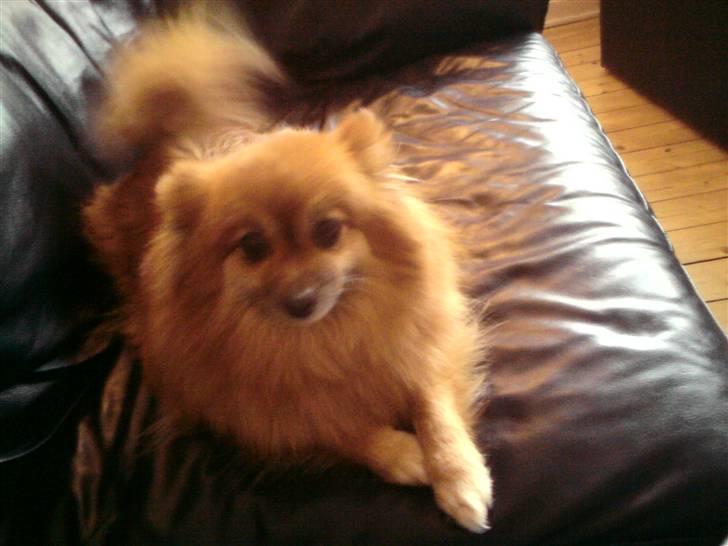 Pomeranian RIP Trikkie <3 2002 -2012 billede 3