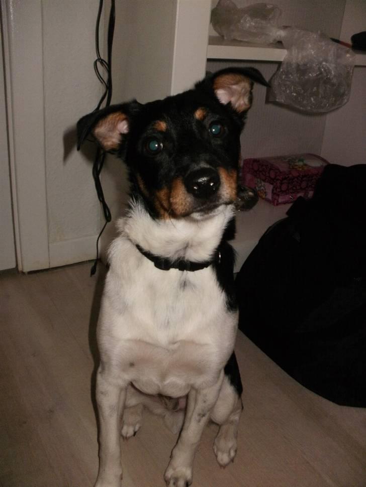 Dansk svensk gaardhund Mr.Big aka Vimse - min lille prins billede 1