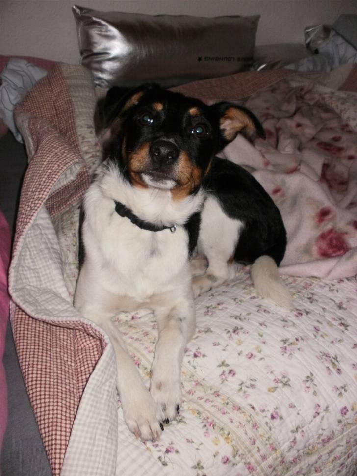 Dansk svensk gaardhund Mr.Big aka Vimse - dejligt med en stor seng billede 2