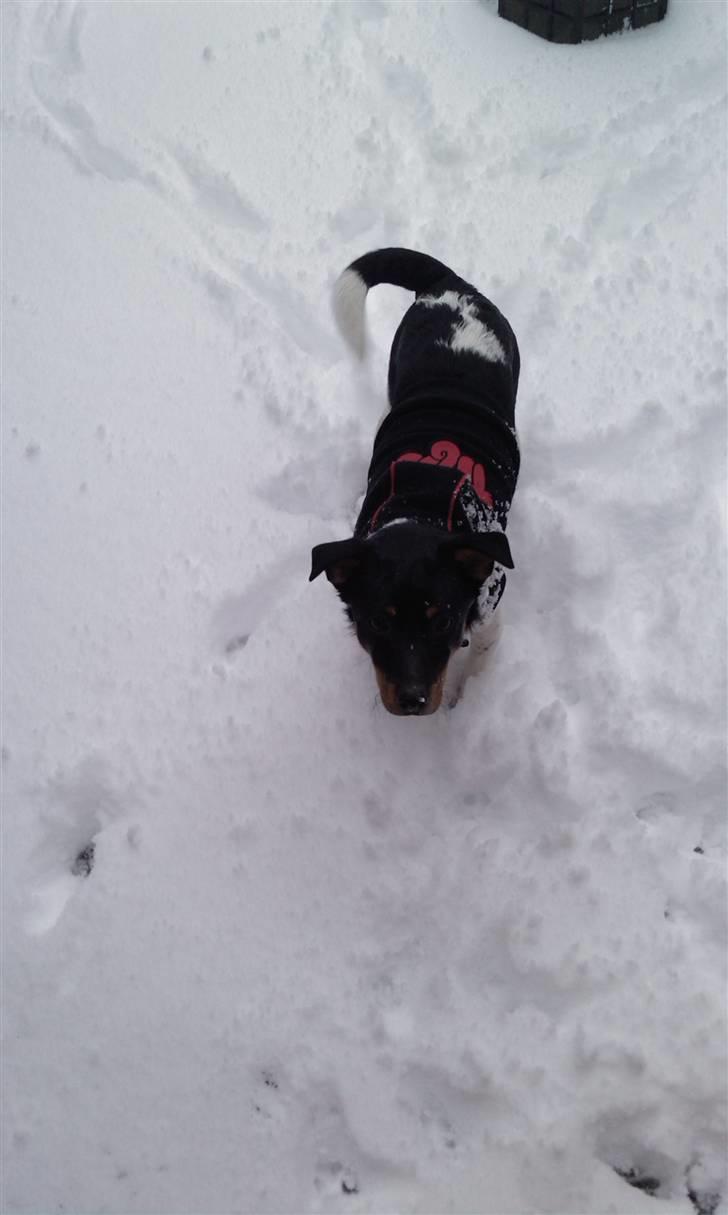 Dansk svensk gaardhund Mr.Big aka Vimse - godt jeg har min nye trøje på, ellers ville det her godt nok være koldt billede 3