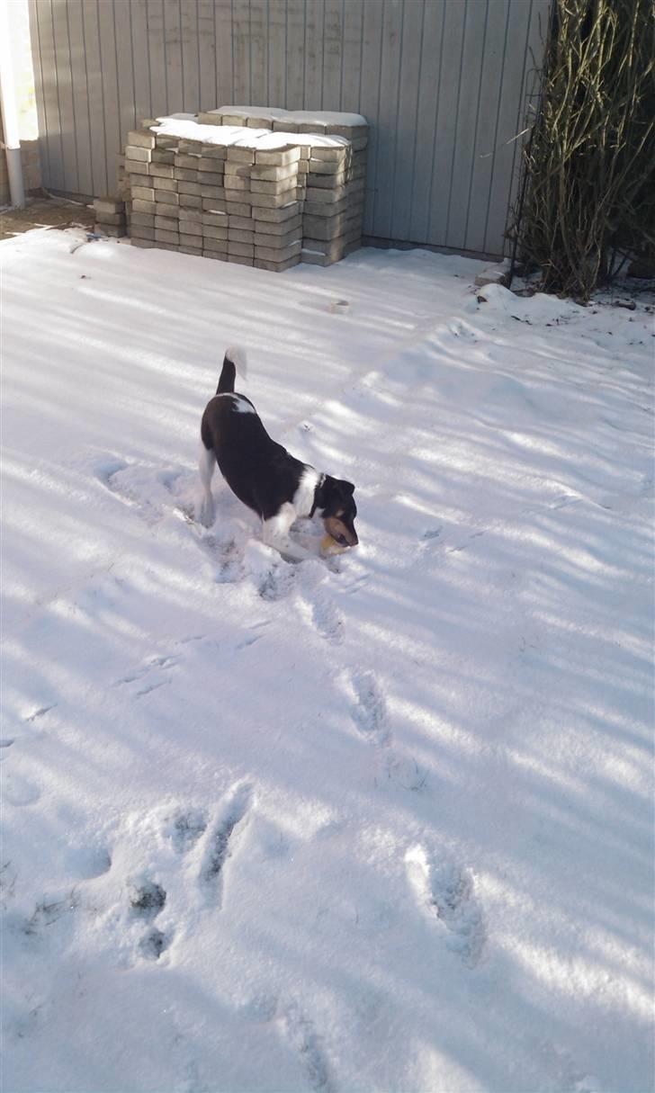 Dansk svensk gaardhund Mr.Big aka Vimse - min gule boldt, uhh det er koldt det her billede 4