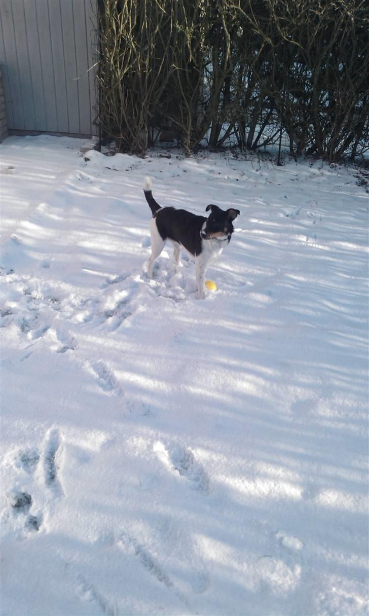 Dansk svensk gaardhund Mr.Big aka Vimse - sne sne sne billede 5