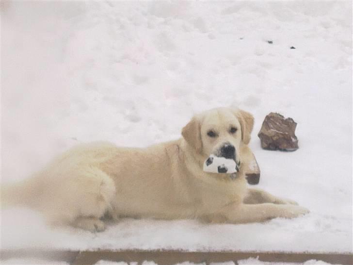 Golden retriever Woodstar Tilo billede 1