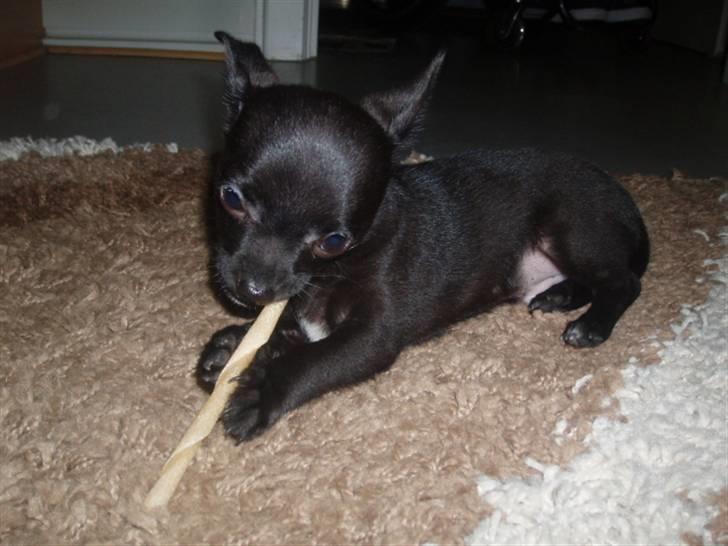 Chihuahua Tayson - <3 <3 billede 9