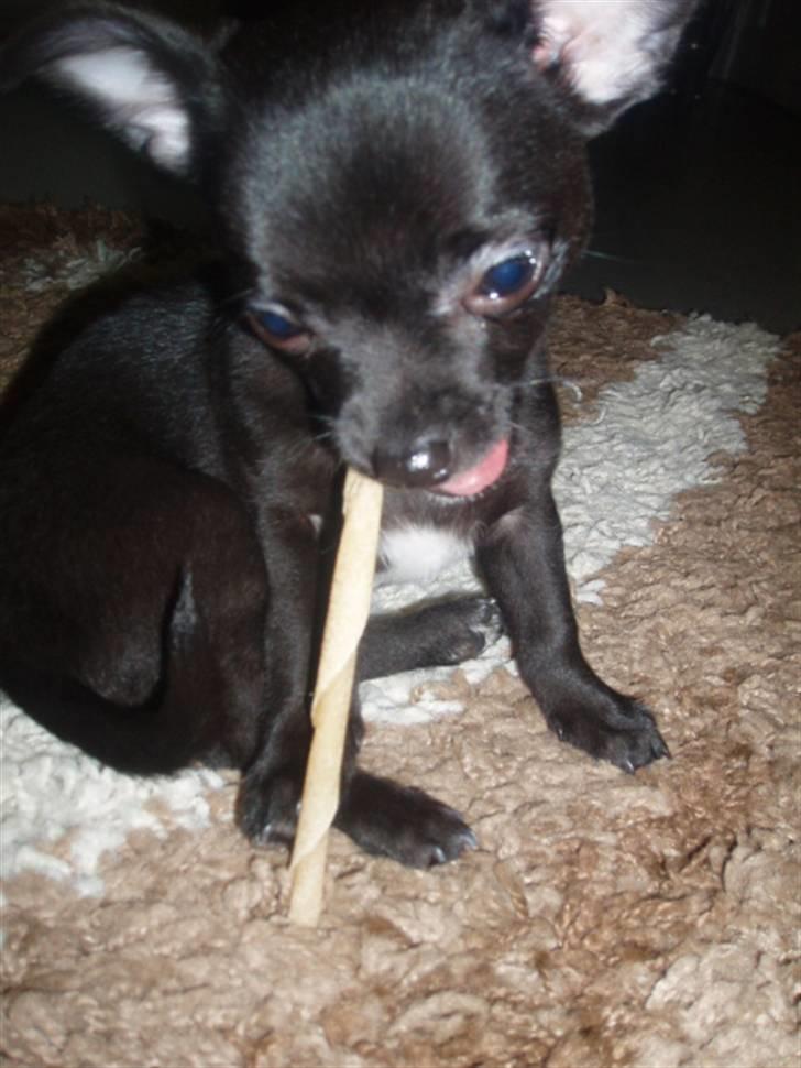 Chihuahua Tayson - Tyson på overarbejde midt om natten :) billede 10