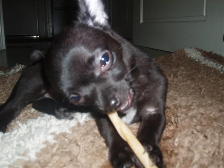 Chihuahua Tayson - mMMm.. billede 11