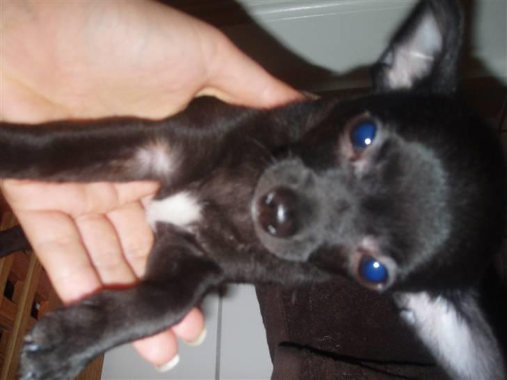 Chihuahua Tayson - Elsker hans blik.. billede 12