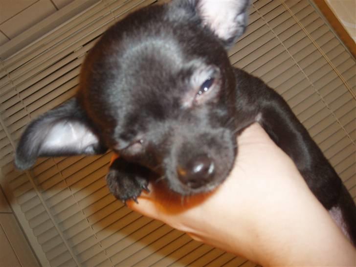 Chihuahua Tayson - når trætheden melder sig.. billede 13