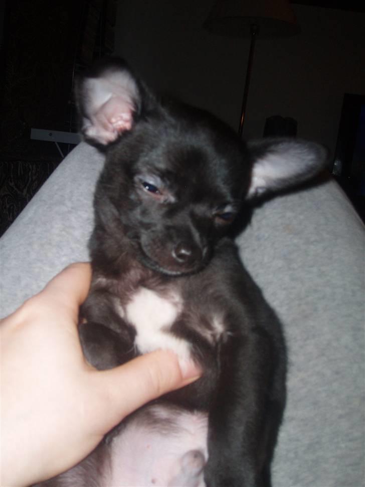 Chihuahua Tayson - :) billede 14