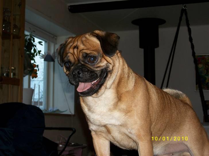 Blanding af racer Magnus billede 17