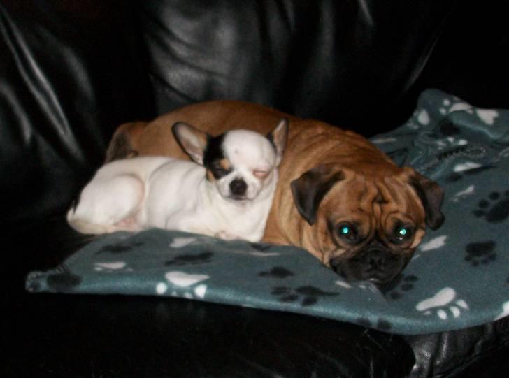 Blanding af racer Magnus billede 18