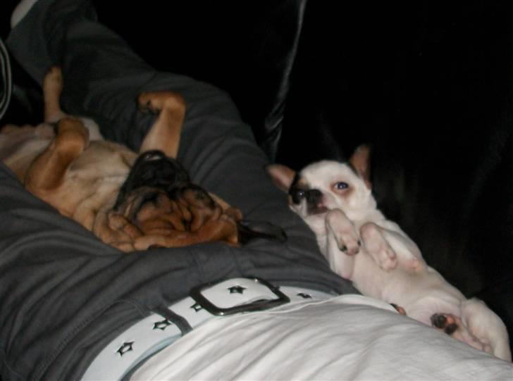 Blanding af racer Magnus billede 19