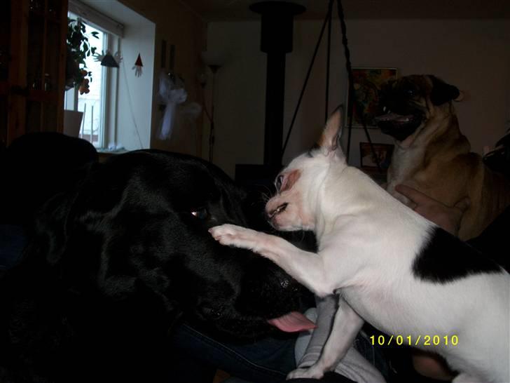 Chihuahua Charlie (Pirat Jack) billede 16