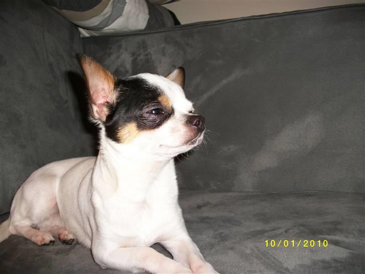 Chihuahua Charlie (Pirat Jack) billede 17