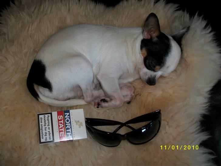 Chihuahua Charlie (Pirat Jack) billede 18