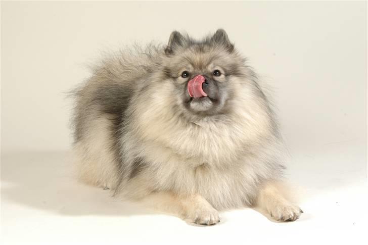 Keeshond Feluca (Clevenkeesen) - fotomodellen billede 1