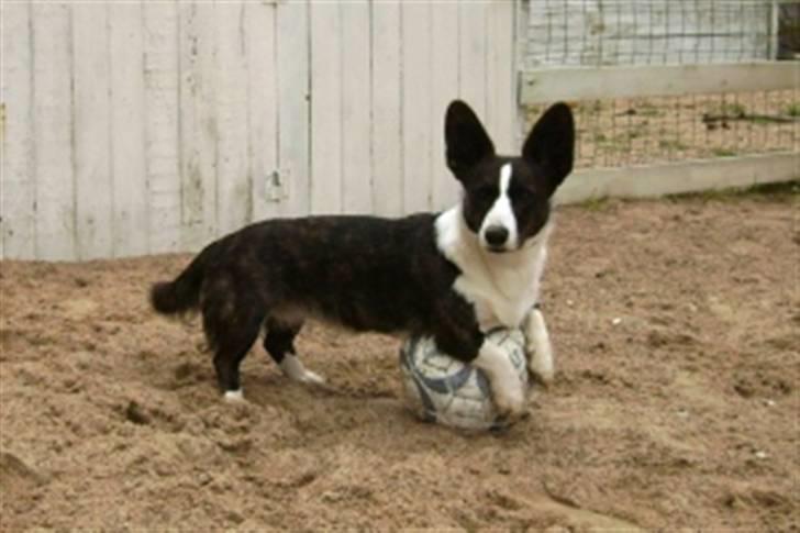 Welsh corgi cardigan Born to be Blonde Gaucho  - Opfordring til et spil fodbold billede 1