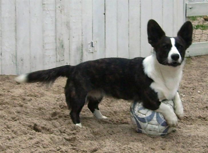 Welsh corgi cardigan Born to be Blonde Gaucho  - Kom nu !!! billede 2