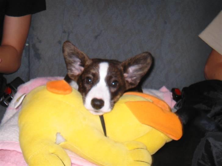 Welsh corgi cardigan Born to be Blonde Gaucho  - På vej til Danmark med min nye bamse billede 3