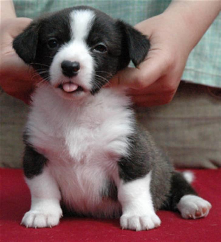 Welsh corgi cardigan Born to be Blonde Gaucho  - som lille i Polen billede 4