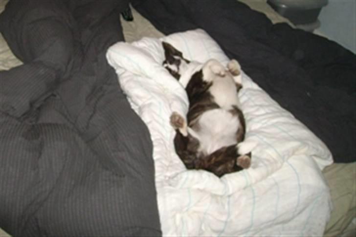 Welsh corgi cardigan Born to be Blonde Gaucho  - Man har vel sin egen dyne...... billede 5